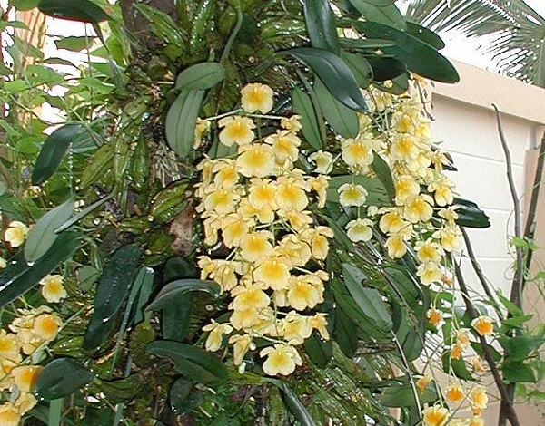 Dendrobium lindleyi